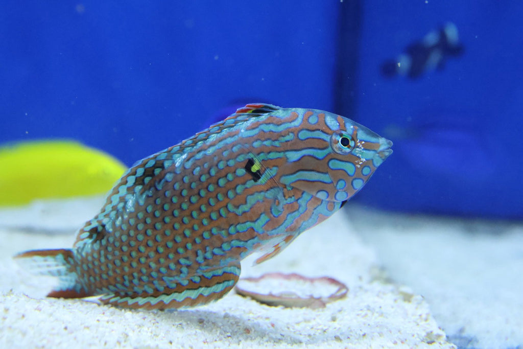 Green Leopard Wrasse (Macropharyngodon Meleagris)