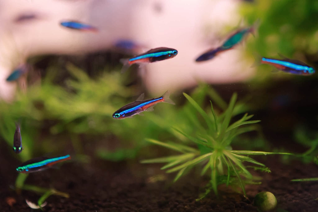 Green Neon Tetra (Paracheirodon Simulans) 1.5cm