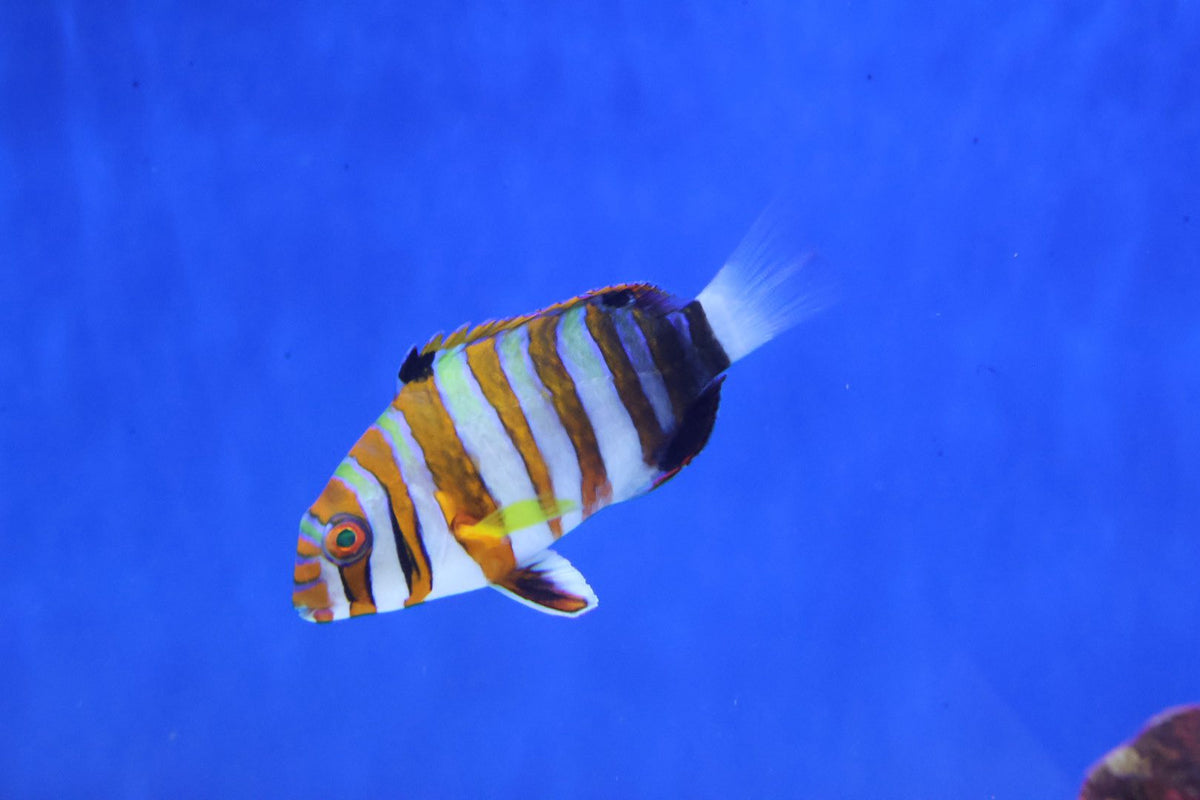 Harlequin Tuskfish – Hurstville Aquarium