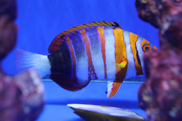 Harlequin Tuskfish (Choerodon fasciatus)