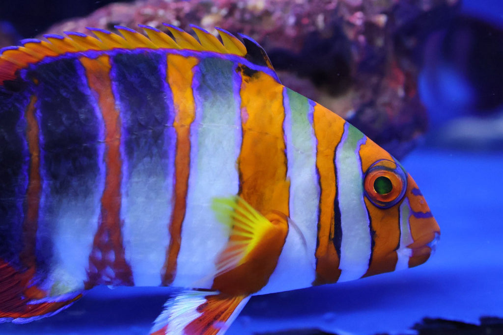 Harlequin Tuskfish (Choerodon fasciatus)