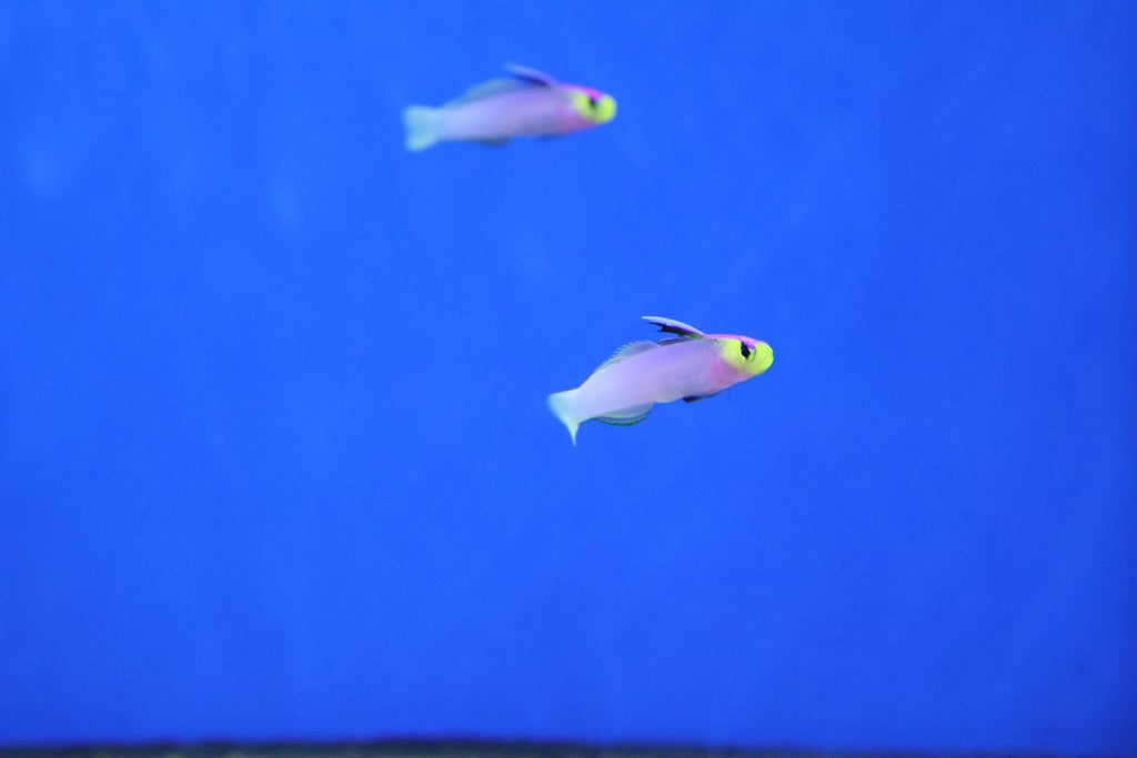 Helfrichi Goby Pair (Nemateleotris helfrichi)