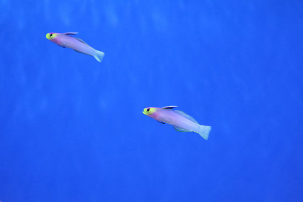 Helfrichi Goby Pair (Nemateleotris helfrichi)