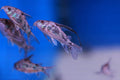 Sticky Image