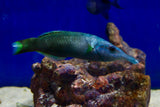 Birdnose Wrasse Pair (Gomphosus varius)