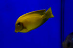 Yellow Mimic Tang (Acanthurus pyroferus)