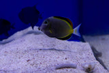 Powder Brown Tang (Acanthurus japonicus)