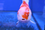 Premium Oranda Goldfish (Carassius Auratus) 12cm