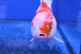 Premium Oranda Goldfish (Carassius Auratus) 12cm