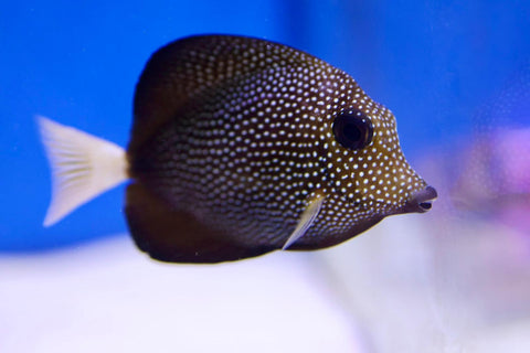 Explore our extensive marine fish collection.