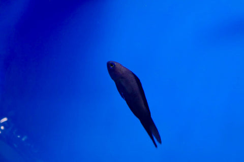 Diverse saltwater fish at Hurstville Aquarium.