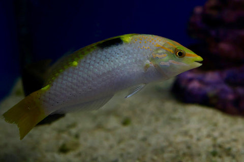 Hurstville Aquarium's stunning marine fish display.