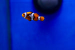 Percula Clownfish (Amphiprion percula)