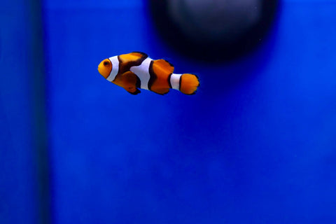 Percula Clownfish (Amphiprion percula)