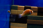 Pink Skunk Clownfish Pair (Amphiprion perideraion)