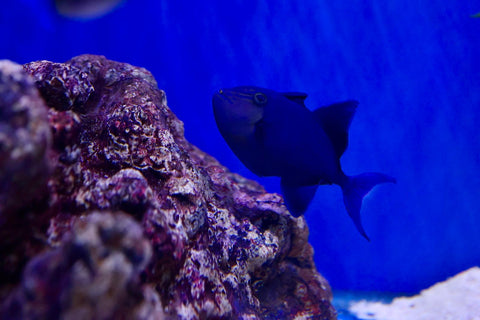 Niger Triggerfish (Odonus niger) aka Redtoothed Triggerfish