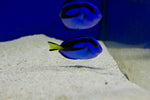 Blue Tang (Paracanthurus hepatus) aka Hippo Tang/Dory