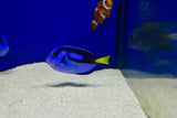 Blue Tang (Paracanthurus hepatus) aka Hippo Tang/Dory