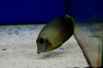 Half Black Mimic Tang (Acanthurus chronixis)