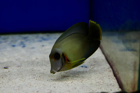 Explore Hurstville's marine fish collection today.