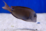 Lavander Tang (Acanthurus nigrofuscus)