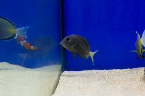 Orange Stripe Bristletooth Tang (Ctenochaetus striatus)