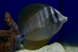 Desjardinii Sailfin Tang (Zebrasoma desjardinii) aka Red Sea Sailfin Tang