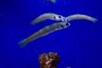 Healthy marine fish for your aquarium.