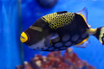 Clown Triggerfish (Balistoides conspicillum) SHOW SIZE