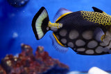 Clown Triggerfish (Balistoides conspicillum) SHOW SIZE