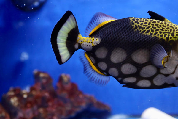 Clown Triggerfish (Balistoides conspicillum) SHOW SIZE
