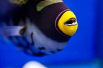 Clown Triggerfish (Balistoides conspicillum) SHOW SIZE