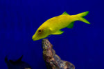 Yellow Goatfish (Parupeneus cyclostomus)