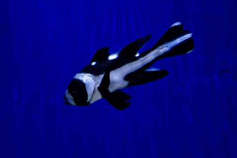 Black and White Snapper (Macolor niger) aka Panda Snapper