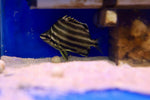 Australian Stripey (Microcanthus strigatus)