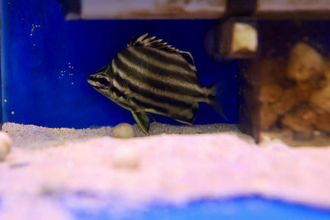 Australian Stripey (Microcanthus strigatus)