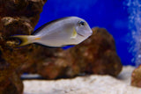 Sohal Tang (Acanthurus sohal) aka Sohal Surgeonfish