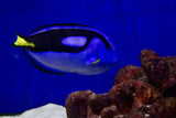 Blue Tang (Paracanthurus hepatus) aka Hippo Tang/Dory