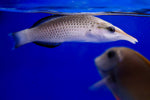 Birdnose Wrasse Pair (Gomphosus varius)