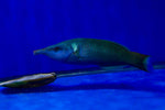 Birdnose Wrasse Male (Gomphosus varius)