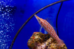 Longnose Hawkfish (Oxycirrhites typus)