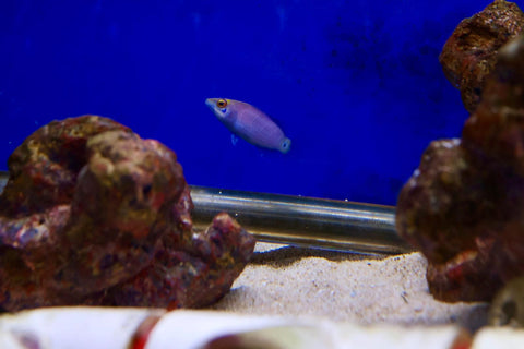 Mystery Wrasse (Pseudocheilinus ocellatus)