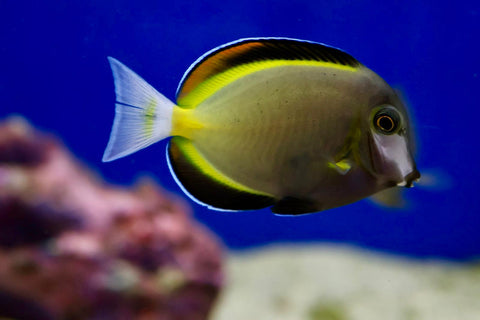 Discover unique marine fish in Hurstville.