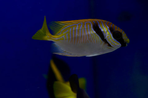 Scribbled Rabbitfish (Siganus doliatus)