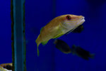 Yellow Goatfish (Parupeneus cyclostomus)