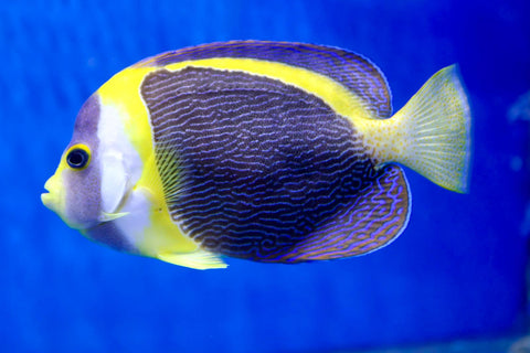 Scribbled Angelfish (Chaetodontoplus duboulayi)