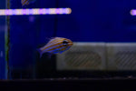 Gold Line Cardinalfish (Ostorhinchus cyanosoma)