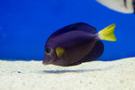 Purple Tang (Zebrasoma xanthurum)