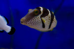 Valentini Pufferfish (Canthigaster valentini) aka Black saddled toby