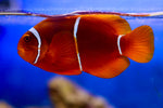 Maroon Clownfish Pair (Premnas biaculeatus)